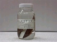 藏品(黃鰭刺尾鯛)的圖片